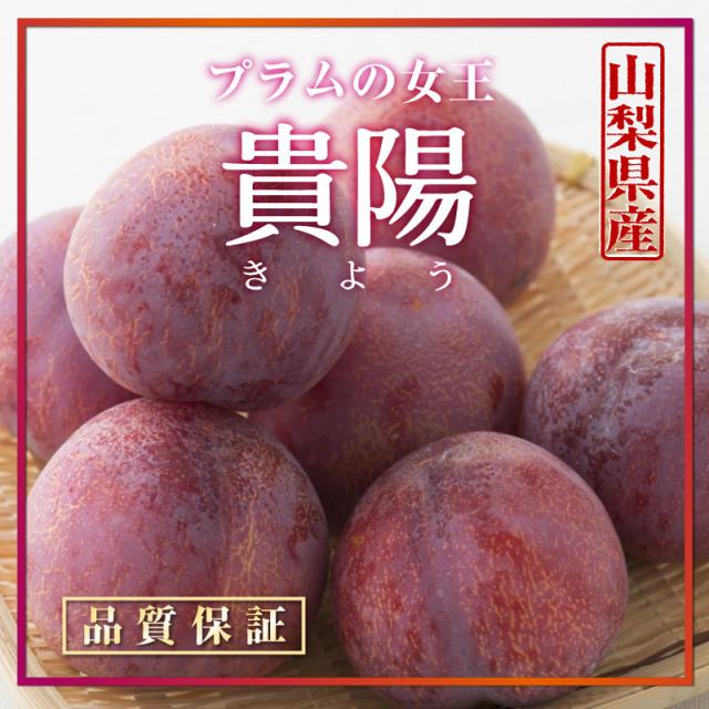Saleアイテム 予約 7月日 8月日のご納品 すもも 貴陽 900g箱 6 9玉 山梨県 プラム 通販 ご贈答用 プレゼント 果物 きよう 桃 くだもの お中元 メーカー希望小売価格から30 Off Gelmekhealth Com
