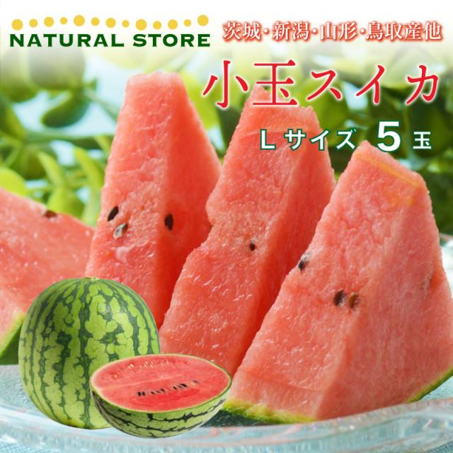公式通販 最短順次発送 こだまスイカ 小玉スイカ Lサイズ 5玉 西瓜 茨城 新潟 山形 秋田県産他 箱買い ギフト お盆 お中元 御中元 暑中見舞い 通 再入荷 Diquinsa Com Mx