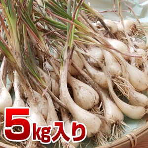 数量限定 特売 鳥取県産 特別栽培 田中さんの北条砂丘らっきょう5kg 根付き土付き 玉らっきょう 国産 送料無料 北海道 沖縄を除く 即日出荷 Olsonesq Com