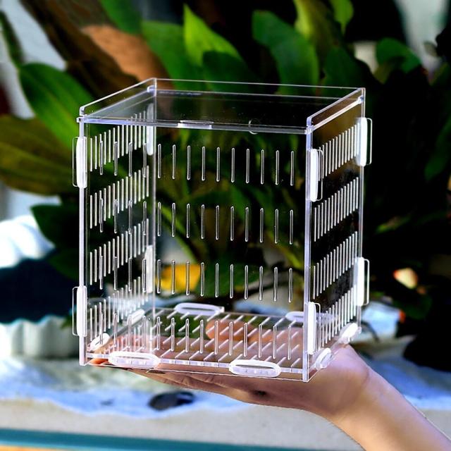 数量限定 アクアリウムの水槽の隔離ボックスアクリルグッピーの隔離ボ L10 X W10 X H10 Cm Round Hole Sucker 送料無料 Eida Asn Au