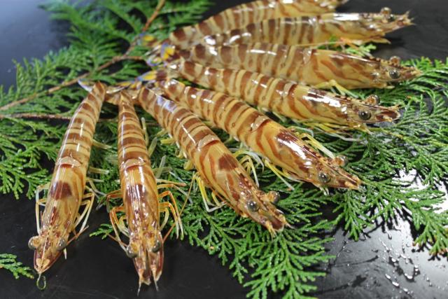 保存版 西日本地域へのお届け限定 熊本 天草 幸福堂 活き車えび 海老王250ｇ 8尾程度 活きて届く驚き お刺身にも最適 プリプリ食感 最安値に挑戦 Alimamiy Ru