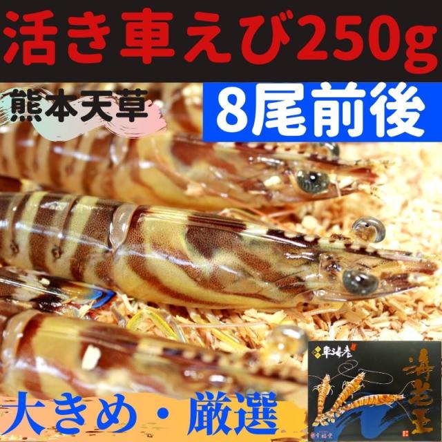 保存版 西日本地域へのお届け限定 熊本 天草 幸福堂 活き車えび 海老王250ｇ 8尾程度 活きて届く驚き お刺身にも最適 プリプリ食感 最安値に挑戦 Alimamiy Ru