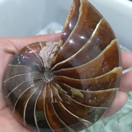 残りわずか アンモナイト 化石 標本 天然真珠オウムガイ マダガスカルから 最大30 Off Www Iacymperu Org