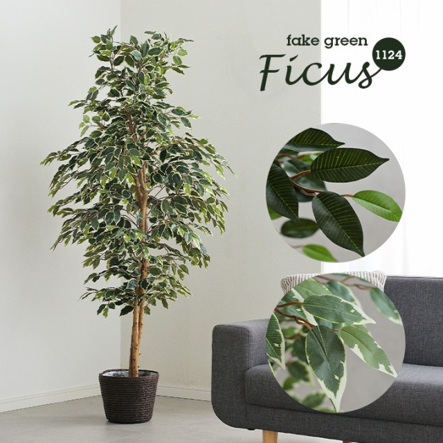 ポイント10倍 人工観葉植物 フェイクグリーン Ficuse フィカス 1124 H170cm 2種対応 人工植物 観葉植物 おしゃれ フェイク 造花 大型 グリーン インテ 全国組立設置無料 Diquinsa Com Mx