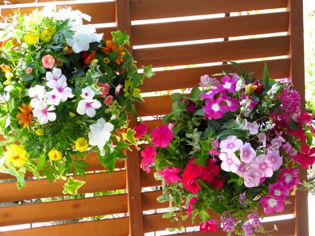 海外輸入 送料無料 花うるる特製アレンジ おまかせハンギングバスケット ｍサイズ 開花期 4月 最長半年 秋 夏 春 ギフト プレゼント 寄せ 絶対一番安い Olsonesq Com