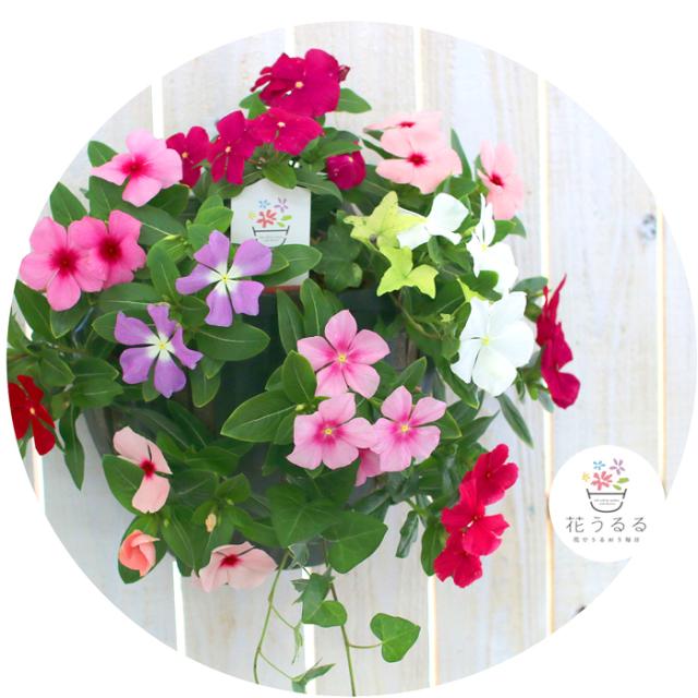 ハンギング寄せ植え ニチニチソウのカラフルmix 開花期 １１月 寄せ植え ギフト フラワー 玄関 ガーデニング セット 苗の通販はau Pay マーケット 花うるる 花でうるおう毎日 商品ロットナンバー