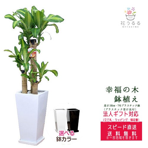 Finalsale対象商品30 Off 観葉植物 幸福の木7号角高陶器鉢 高さ約1 1m ドラセナ マッサンゲアナ Mass07 開店祝い 新築祝い 誕生日プレゼント 引越し祝 残りわずか 在庫限り超価格 Carlavista Com