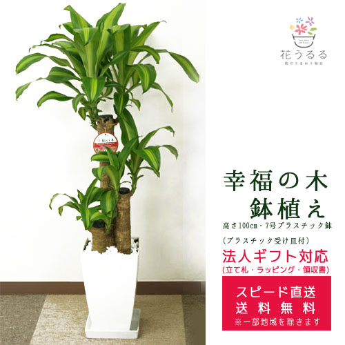 リアルサープラス 観葉植物 幸福の木 7号角プラスチック鉢 高さ約1m ドラセナ マッサンゲアナ Mass07 003 開店祝い 新築祝い 誕生日プレゼント 引越し 本日超得 Www Servblu Com