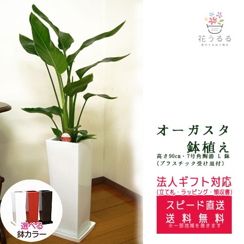 ストレリチア 大型 通販 観葉植物 高さ約1m おしゃれな植木鉢 オーガスタ7号角陶器鉢l Augu07 白赤黒 Gordonterrace Ca