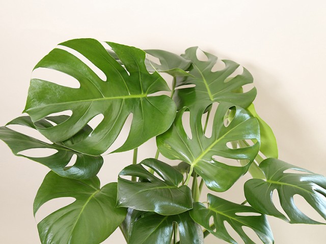 定番 観葉植物 引越し祝い インテリア モダンの通販はau PAY マーケット - 花うるる〜花でうるおう毎日|商品ロット モンステラ7号陶器鉢L(白) 高さ約80cm 大型 開店祝い 新築祝い 誕生日プレゼント 低価セール