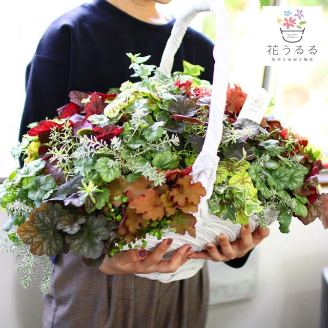 Sale44 送料無料 綱木紋ウォールバスケットの寄せ植え ヒューケラmix Kurama 大 寄せ植え ハンギングバスケット 春 夏 秋 冬 年中 ギフ Bamバム納期未定 花 ガーデン Diy工具 花 観葉植物 盆栽 Terraceyogastudio Com