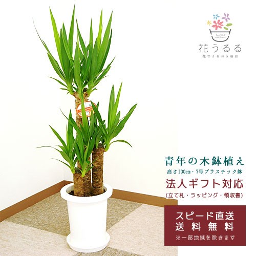 寒冷地お届け不可 観葉植物 ユッカ 青年の木 7号プラスチック鉢 白 高さ約1m Kan Yucc07 007 開店祝い 新築祝い 誕生日プレゼント の通販はau Wowma ワウマ 花うるる 花でうるおう毎日 商品ロットナンバー