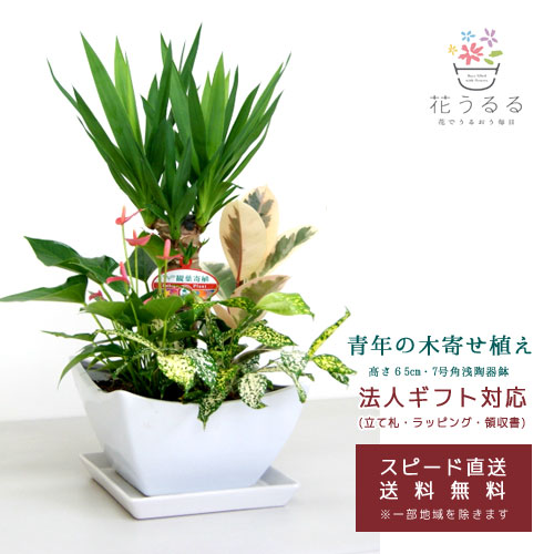 観葉植物 寄せ植え ユッカ 7号角浅陶器鉢 白黒 高さ約65cm Kan Yosey07 006 開店祝い 新築祝い 誕生日プレゼント 引越祝い インテリの通販はau Pay マーケット 花うるる 花でうるおう毎日 商品ロットナンバー