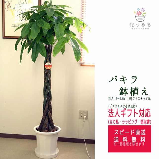 好評 観葉植物 パキラ10号プラスチック鉢 高さ約1 5 1 6m Pach10 001 大型 開店祝い 新築祝い 誕生日プレゼント 引越し祝い インテリア ア 代引不可 Carlavista Com