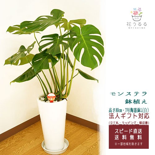 春夏新色 観葉植物 モンステラ7号陶器鉢l 白 高さ約80cm Mons07 003 大型 開店祝い 新築祝い 誕生日プレゼント 引越し祝い インテリア モダン 在庫有 David Olkarny Com