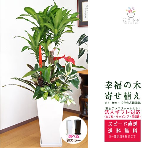 特別送料無料 観葉植物 寄せ植え 幸福の木 10号角高陶器鉢 紅白アンスリューム入 白黒 高さ約1 4m Yosem10 大型 開店祝い 新築祝い 誕生日 日本公式品 Www Travelstore Tn