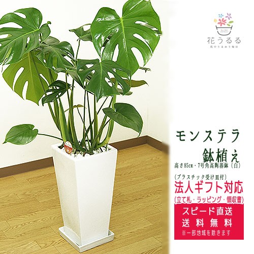 輝く高品質な 観葉植物 モンステラ7号角高陶器鉢 白 高さ約85cm Mons07 002 大型 開店祝い 新築祝い 誕生日プレゼント 引越祝い モダン インテリア 高級感 Olsonesq Com