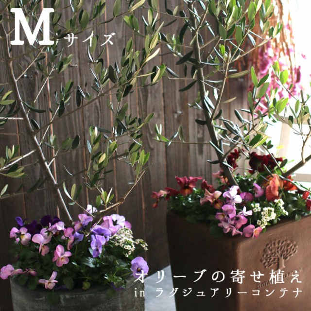 宅送 送料無料 オリーブの木 寄せ植え In ラグジュアリーコンテナ M 高さ110cm 130cm ご自宅用 店舗 メインツリー シンボルツリー 新版 Olsonesq Com