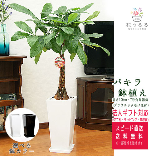 プライスダウン30 Off 観葉植物 パキラ 7号角高陶器鉢 高さ約100cm Pach07 0045 大型 開店祝い 新築祝い 誕生日プレゼント 引越し祝い インテリア 返品送料無料 Radiobjfm Com Br