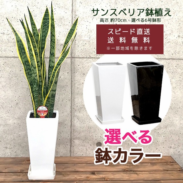 本店は 観葉植物 サンスベリア6号鉢 選べる鉢10種 高さ約70cm サンセベリア トラノオ 開店祝い 新築祝い プレゼント 引越祝い インテリア スクエ 予約販売品 Carlavista Com