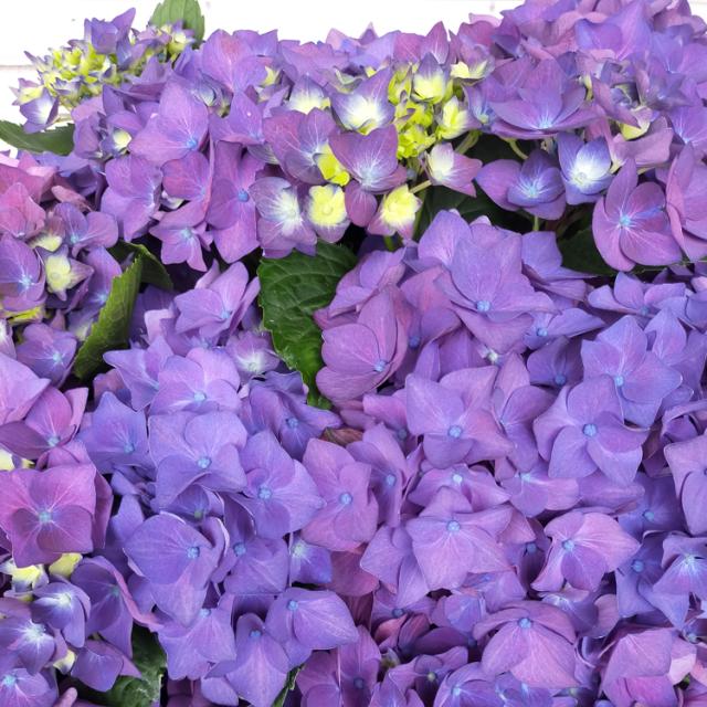 日本初の公式オンラインアウトレットストア 秋色アジサイ 品種 ハイドランジア ディープパープル ８号鉢 アンティーク 紫陽花 あじさい 鉢植え アジサイ 紫陽花 秋色 品種 御殿場 アウトレット Beeconsulting Com