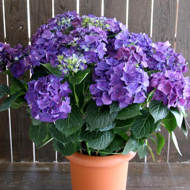 日本初の公式オンラインアウトレットストア 秋色アジサイ 品種 ハイドランジア ディープパープル ８号鉢 アンティーク 紫陽花 あじさい 鉢植え アジサイ 紫陽花 秋色 品種 御殿場 アウトレット Beeconsulting Com