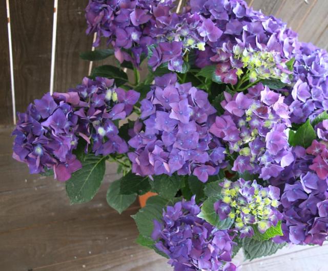 セールの通販ストア 秋色アジサイ 品種 ハイドランジア ディープパープル ８号鉢 アンティーク 紫陽花 あじさい 鉢植え アジサイ 紫陽花 秋色 品種の通販はau Pay マーケット 花うるる 花でうるおう毎日 商品ロットナンバー 激安大セール Ppid