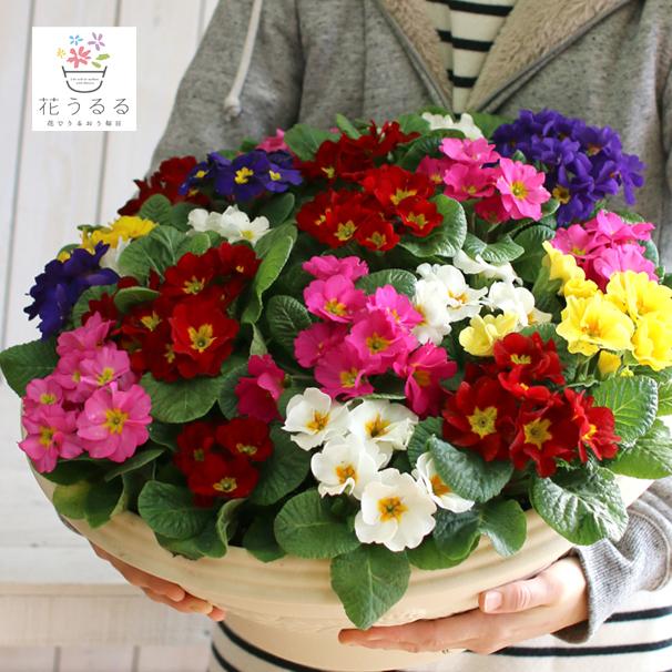 当店人気 送料無料 送料無料 寄せ植え プリムラ ジュリアンのメガ盛り寄せ植え