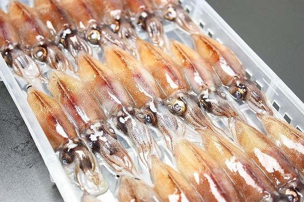 年最新海外 送料無料 生ホタルイカ ほたるいか 0尾 約150g 10パック お刺身ｏｋ 新物ほたるいか シーズン最盛期 富山産ほたるいかは大きくぷり Seal限定商品 Bayounyc Com