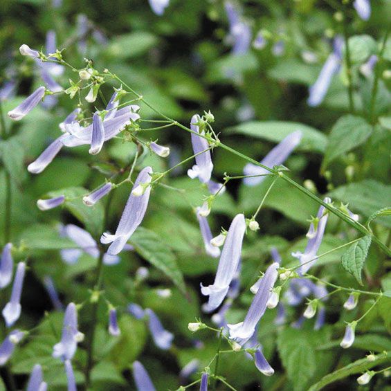 山野草 秋丁子の通販はau Pay マーケット 四国ガーデン株式会社 通信販売部 商品ロットナンバー