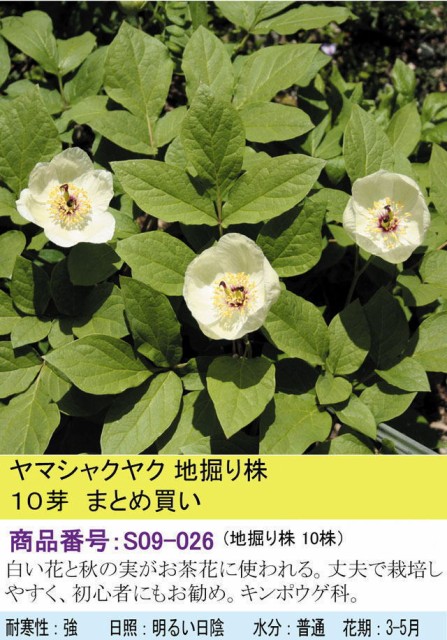 山野草 ヤマシャクヤク地掘り株 10芽の通販はau Wowma ワウマ 四国ガーデン株式会社 通信販売部 商品ロットナンバー