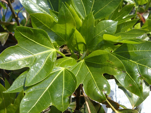 カクレミノ5号ポット苗 生垣 目隠し 庭木 常緑樹の通販はau Pay マーケット 苗木部 By 花 ひろばオンライン 商品ロットナンバー