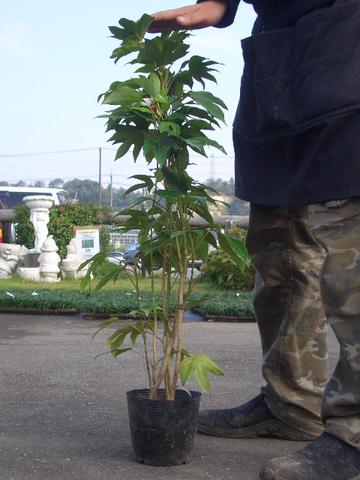 カクレミノ5号ポット苗 生垣 目隠し 庭木 常緑樹の通販はau Pay マーケット 苗木部 By 花 ひろばオンライン 商品ロットナンバー