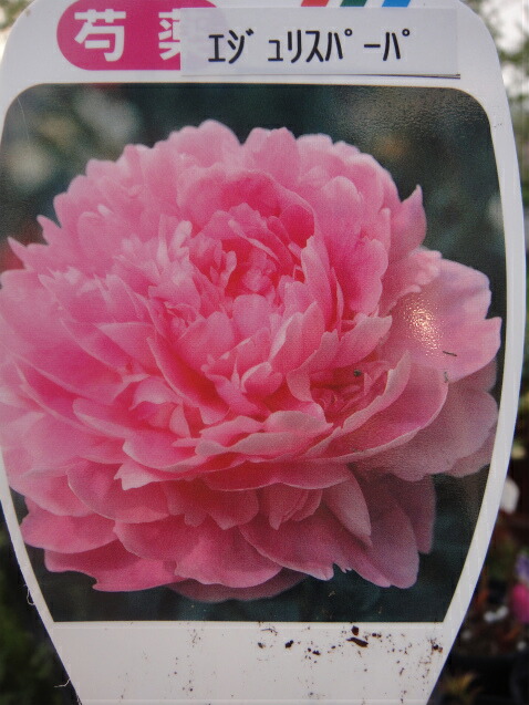 芍薬 シャクヤク エジェリスパーパ 4号ポット苗 落葉樹 グランドカバー 低木の通販はau Wowma ワウマ 苗木部 By 花ひろばオンライン 商品ロットナンバー