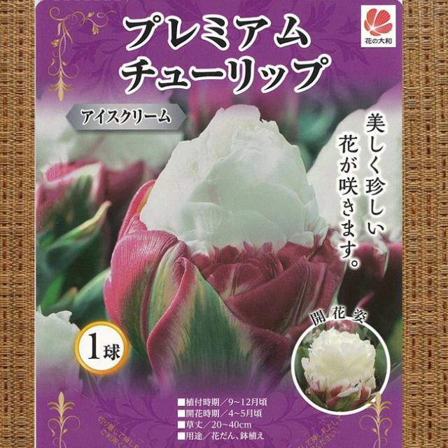 チューリップ 球根 プレミアム チューリップ アイスクリーム 1球 の通販はau Pay マーケット 苗木部 By 花ひろばオンライン 商品ロットナンバー チューリップ 球根 プレミアム チューリップ アイスクリーム 1球 の通販はau Pay マーケット 苗木部 By 花ひろばオンライン 商品ロットナンバー