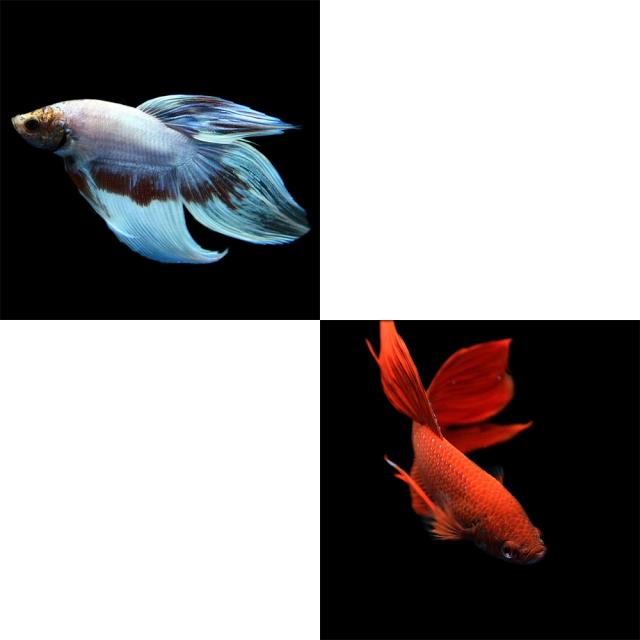 人気特価激安 熱帯魚 生体 ベタ トラディショナル オス ミックス 色おまかせ 約５cm ３０匹 水槽 熱帯魚 観賞魚 飼育 生体 毎回完売 Carlavista Com