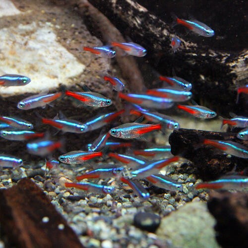 Finalsale対象商品30 Off 熱帯魚 生体 ネオンテトラ ｓｍサイズ 約１ ５ ２cm ５００匹 水槽 熱帯魚 観賞魚 飼育 生体 通販 販売 アクアリウ 最も優遇