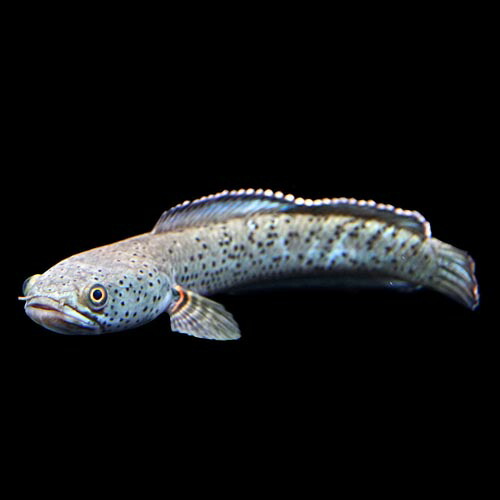 国内正規品 熱帯魚 生体 ブルームーンギャラクシースネークヘッド 約１８cm １匹 水槽 熱帯魚 観賞魚 飼育 生体 通販 販売 アク プレミア商品