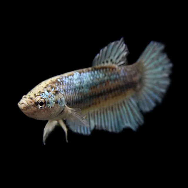 熱帯魚 生体 ベタ ハーフムーン メス 約３cm １匹 色おまかせ 水槽 熱帯魚 観賞魚 飼育 生体 通販 販売 アクの通販はau Pay マーケット 熱帯魚通販のネオス 商品ロットナンバー