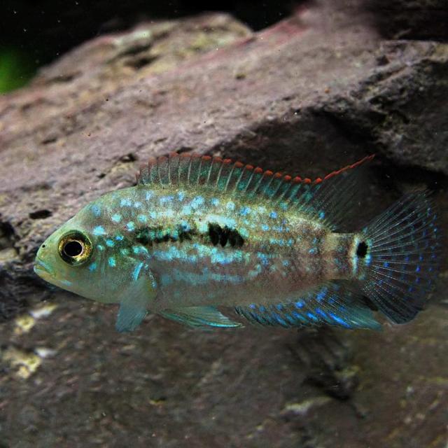 売り尽くし価格 熱帯魚 生体 ジャックデンプシー 約３ ５cm １匹 水槽 熱帯魚 観賞魚 飼育 生体 通販 販売 アクアリウム あくあり セール価格 公式