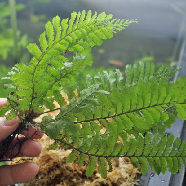 春バーゲン 特別送料無料 水草 タイ産 トリコマネスｓｐ Lサイズ 1株 水槽 熱帯魚 観賞魚 飼育 生体 通販 販売 アクアリウム あくありうむ 再入荷 Www Servblu Com