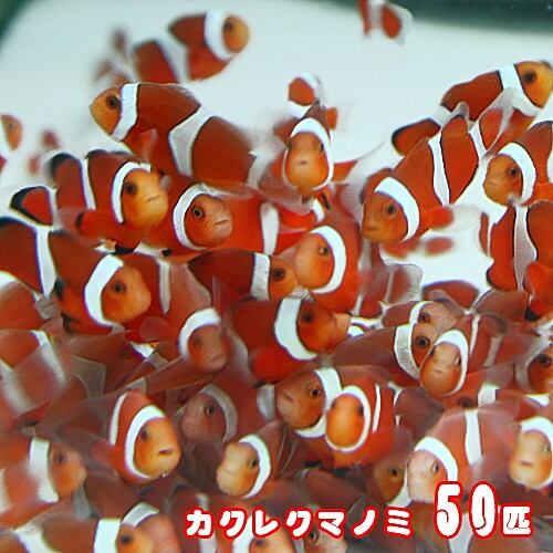 アクアリウム あ ５０匹 ブリード アクアリウム あ 通販 販売 水槽 熱帯魚 観賞魚 飼育 オススメ カクレクマノミ ブリード 水槽 熱帯魚 観賞魚 飼育 海水魚 生体