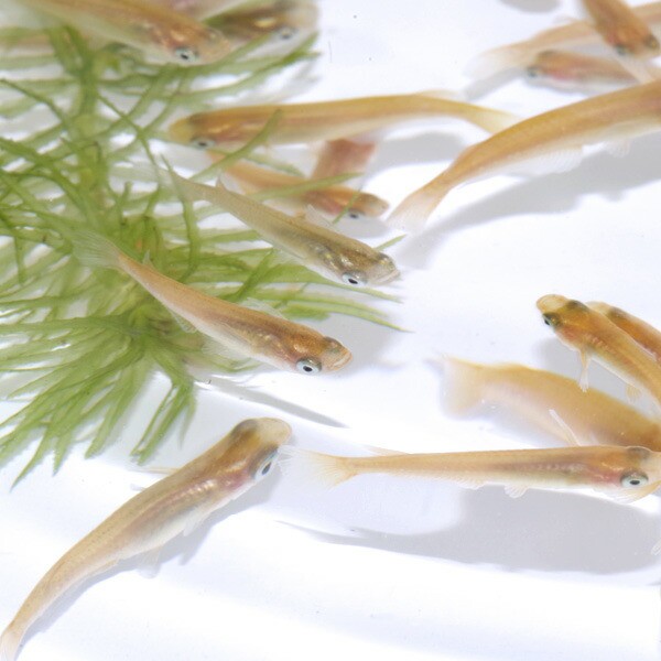 代引き人気 日淡 ヒメダカ 約２cm １０００匹 水槽 熱帯魚 観賞魚 飼育 生体 通販 販売 アクアリウム あくありうむ その他熱帯魚 アクアリウム用品 Revuemusicaleoicrm Org