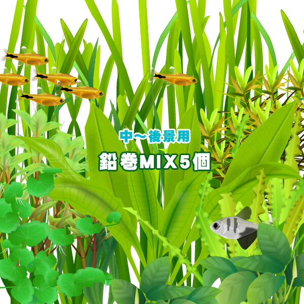 水草 水草鉛巻きmix ５個 中 後景mix 水槽 熱帯魚 観賞魚 飼育 生体 通販 販売 アクアリウム あくありうむ の通販はau Pay マーケット 熱帯魚通販のネオス 商品ロットナンバー