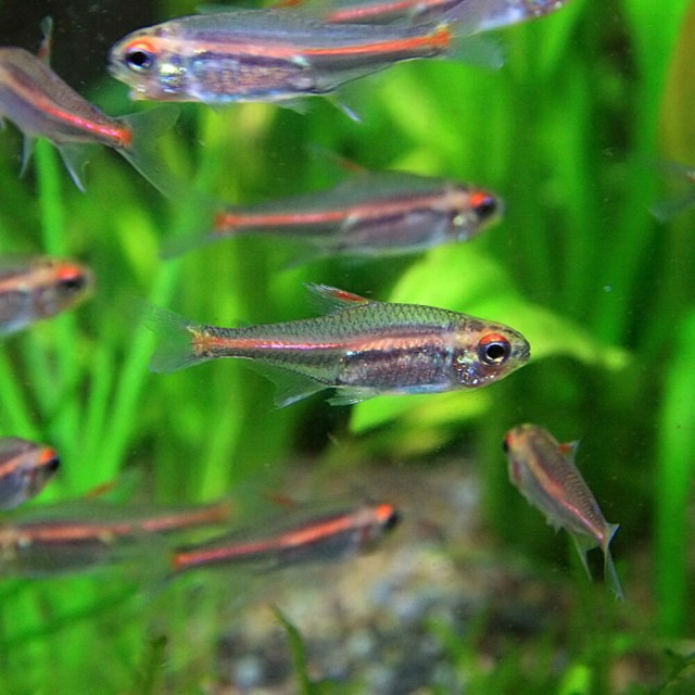 熱帯魚 生体 グローライトテトラ 約２cm １００匹 水槽 熱帯魚 観賞魚 飼育 生体 通販 販売 アクアリウム あくありの通販はau Wowma ワウマ 熱帯魚通販のネオス 商品ロットナンバー