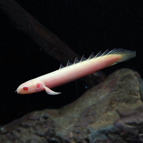 熱帯魚 生体 アルビノ 低廉 ポリプテルスセネガルス 約16cm 1匹 通販 飼育 観賞魚 販売 水槽