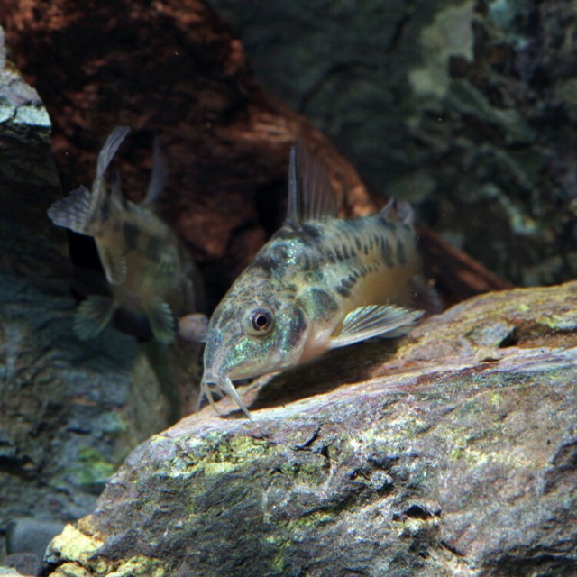 熱帯魚 生体 コリドラス パレアタス 約３cm ３０匹 水槽 熱帯魚 観賞魚 飼育 生体 通販 販売 アクアリウム