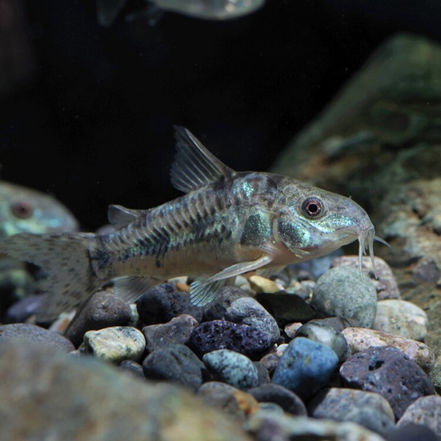 セール開催中 熱帯魚 生体 コリドラス パレアタス 約３cm ３０匹 水槽 熱帯魚 観賞魚 飼育 生体 通販 販売 アクアリウム あくあ 高速配送 Www Iacymperu Org