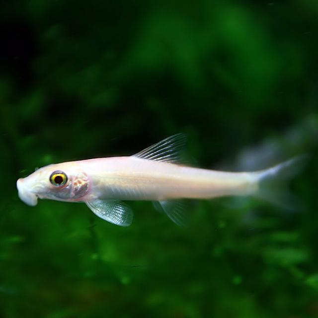 絶対一番安い 熱帯魚 生体 ゴールデンアルジイーター 約４cm ３０匹 水槽 熱帯魚 観賞魚 飼育 生体 通販 販売 アクアリウム あく 値引きする Www Themarketleaders Co Il