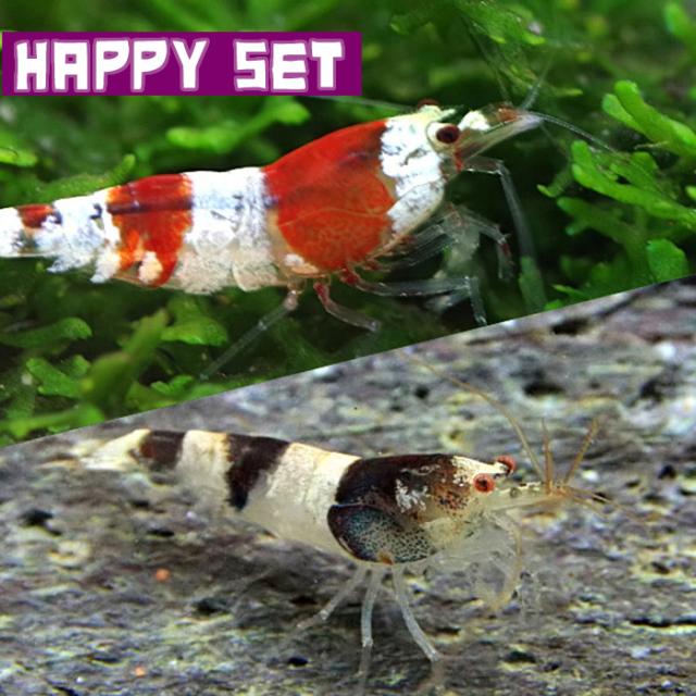 エビ バリューセット レッドビーシュリンプ 約１cm １匹 ニュービーシュリンプ 約１ １ ５cm ５匹 水槽 熱帯魚 観賞魚 飼の通販はau Pay マーケット 熱帯魚通販のネオス 商品ロットナンバー